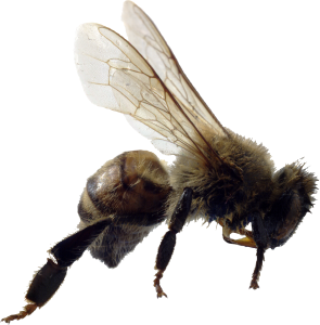 Bee PNG image-4289